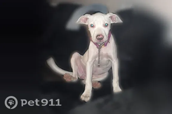 Lost dog, Flora Avenue, 900, Akron - 4-month-old all-white female puppy - photo
