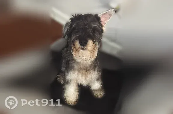 Lost dog, 16th Avenue, 2514, Columbus - male, grey and black with white stomach and chest - photo