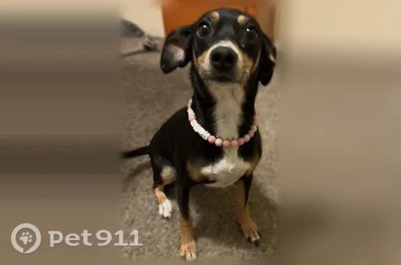 Lost dog, Morocco Court, 2812, Bakersfield - female Chihuahua/terrier mix with a pink True Religion collar - photo