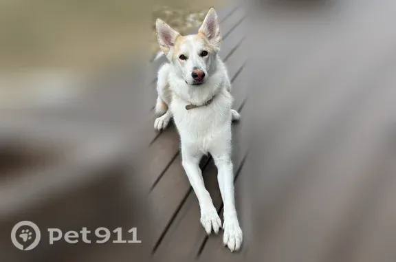 Missing dog Chesterfield, photo: Lost dog, Conway Oaks Drive, 1355, Chesterfield - female, German Shepherd/husky mix