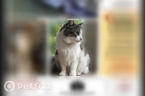 Lost cat, Kensington Metropark near the hike-bike trail, Milford - male gray-and-white long-haired cat with green eyes - photo