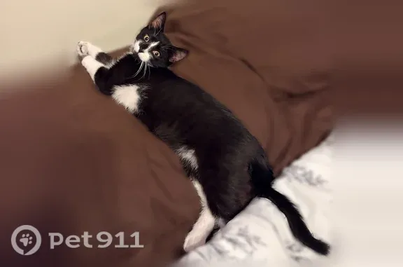Lost cat, Birch Laurel, Woodstock - shy black and white male - photo