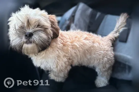 Lost dog, West Airport Boulevard, Arlington - 6 months old male - photo