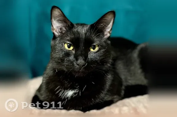 Lost cat, 26th Street, 528, Colorado Springs — male, white chest spot, yellow eyes - photo