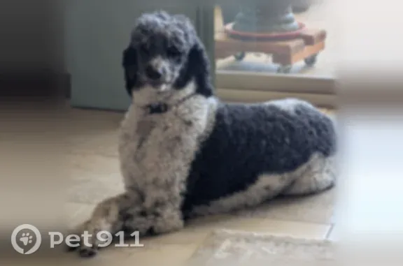 Lost dog, 20th Avenue Southeast, 1613, Rio Rancho — female poodle with collar - photo