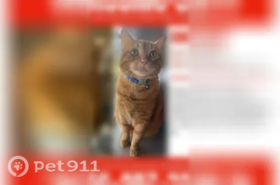Lost cat, Sullivan Street, Madison — skittish but sweet - photo