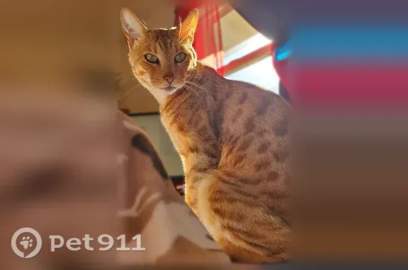 Lost cat, Jennifer Lane, Town of Spring Green, Spring Green - Bengal, tan, brown and white - photo