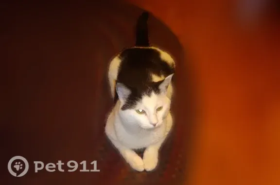 Lost cat, Marvin Avenue, 21, Akron - male — white belly, black head markings - photo