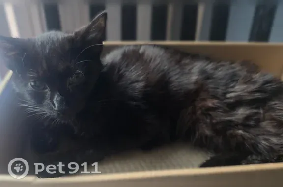 Found cat, Lincoln, Delaware,...