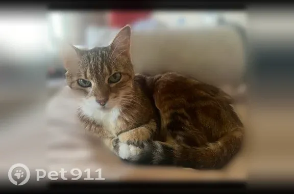 Missing cat San Antonio, photo: Lost cat, San Antonio - indoor only, sweet female cat
