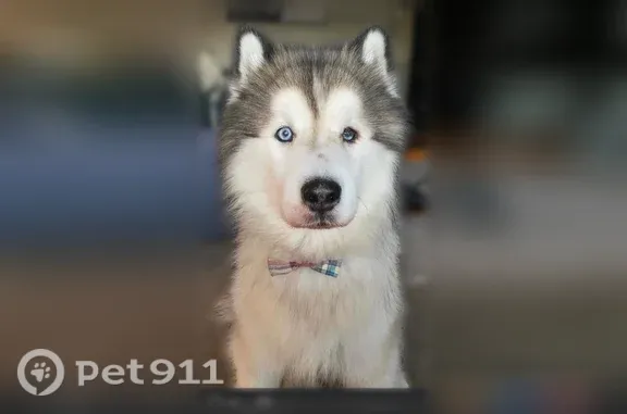 Lost dog, Foulk Road, 13790, La Porte City - male, white and black - photo