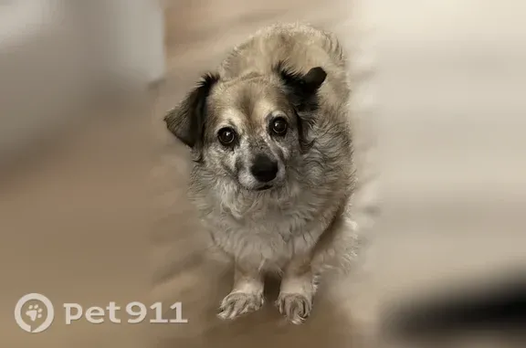 Lost dog, Diamond Street, 4576, Claremont, Arlington — female long-haired dachshund - photo
