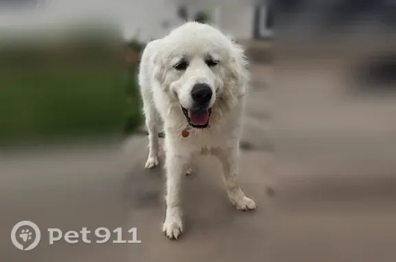 Large white well groomed dog found behind the Mesa county fairgrounds Has rabies and chip tag but no id