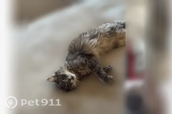 Lost cat, East Oakwood Road, Modesto - female, slim, medium-long gray fur - photo