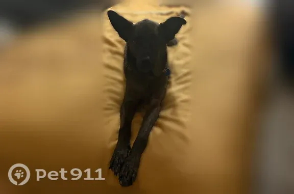 Lost dog, Scotland Road, 5713, Pensacola - female, no tail - photo