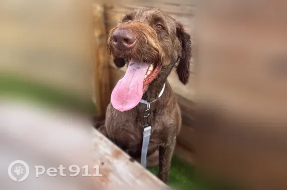 Lost dog, South Rodney Parham Road, 801, Little Rock - male, light purple collar - photo