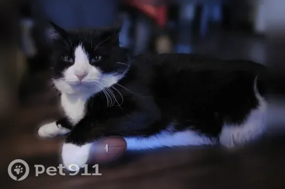 Lost cat, Beaver Lane, 637, Waco — male, black and white tuxedo with white paws - photo