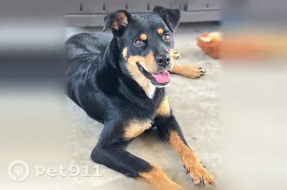 Found dog, Oakdale Drive, 1344...