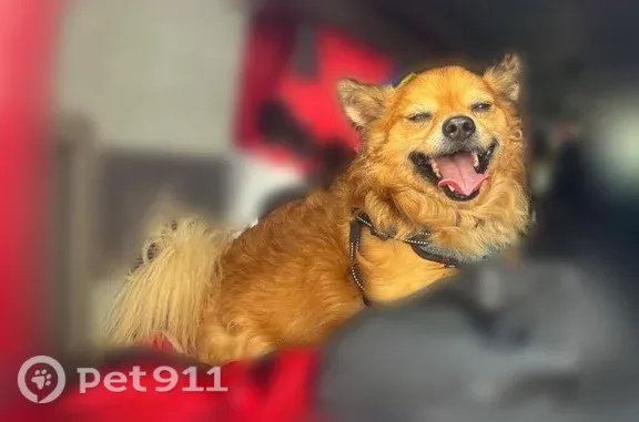 Lost dog, Chick Pea Lane, 8425, Austin — male, shy pomchi mix - photo
