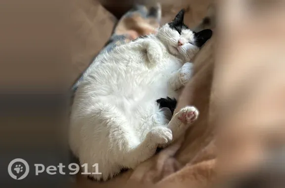 Lost cat, Edwards Lane, 604, Beaver - female, white coat with black markings - photo