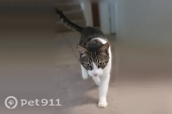 Lost cat, Mokulele Drive, 45-417, Kaneohe - female calico, microchipped - photo