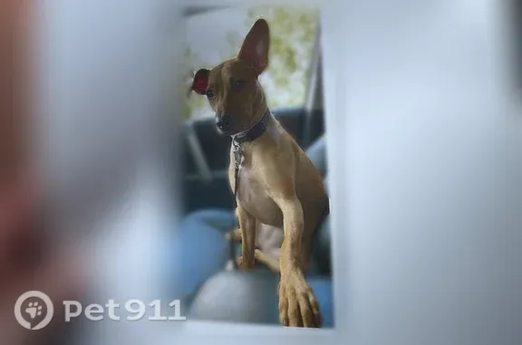 Lost dog, Cox Road, 12324, Gulfport - female, tan, blue collar - photo