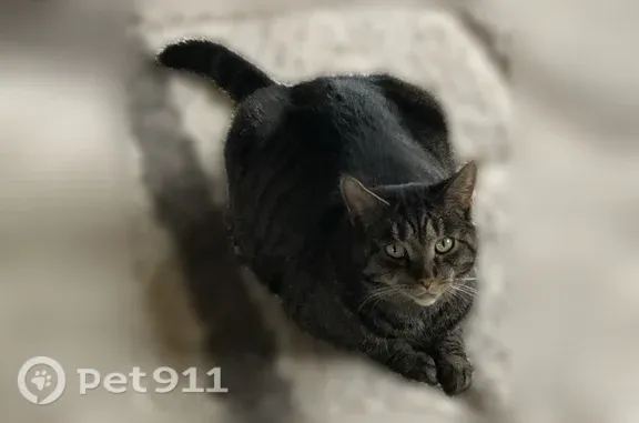 Missing cat Nashville, photo: Lost cat, Stryker Place, Brentwood, Nashville - microchipped female