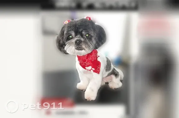 Lost dog, Candlewyck Drive, 1304, Orlando - female Shih Tzu - photo