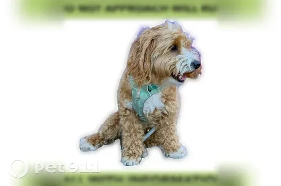 Lost dog, Southwest Marigold Street, 4107, Portland, Hillsboro - apricot doodle with white markings - photo