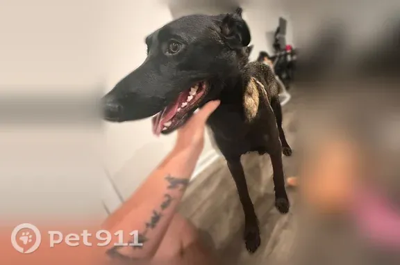 Lost dog, Dalton Circle, Suffolk - scared and skittish - photo