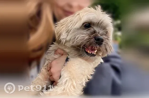 Missing dog Gilbertsville, photo: Lost dog, Arrow Drive, 30, Gilbertsville - male, 12 years old, pronounced underbite
