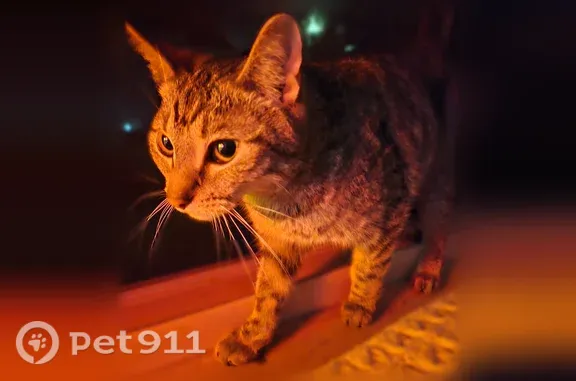 Found cat, Iroquois Avenue, 35...