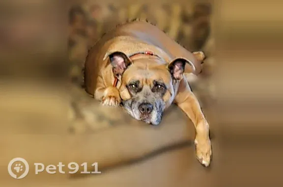 Lost dog, O'Keefe Ridge Road, 6064, Williamsburg, Chamois - female, red collar - photo