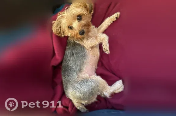 Lost dog, Devonshire Street, 22309, Los Angeles - female Yorkie - photo