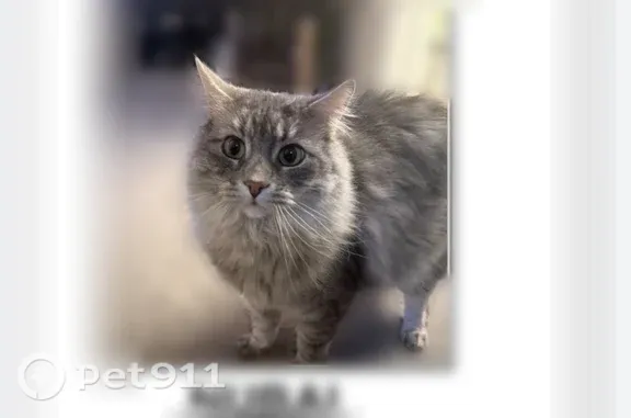 Missing cat Aurora, photo: Lost cat, South Fairplay Way, 3559, Aurora - male, grey long-haired, green eyes