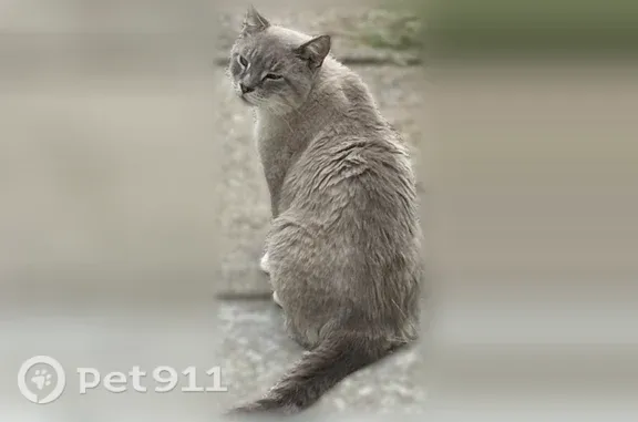 Lost cat, Lucerne Drive, 8354, Reynoldsburg - male, Lynx point beige/tan cat with blue eyes - photo