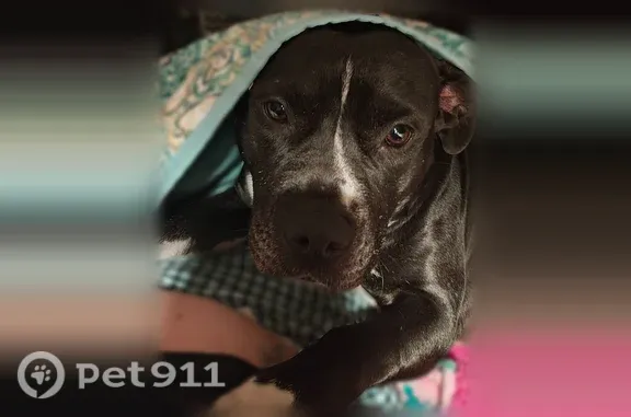 Lost dog, E Street Southeast, 710, Ardmore - black with white chest and paws - photo