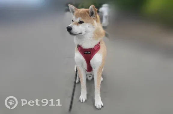 5yr old shiba inu with red hardness. Very skinny, can see hip bones. Has intestinal issue and is on a special diet
