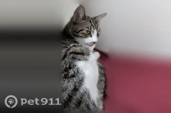 Lost cat, 32nd Avenue North, 800, St. Petersburg - male - photo