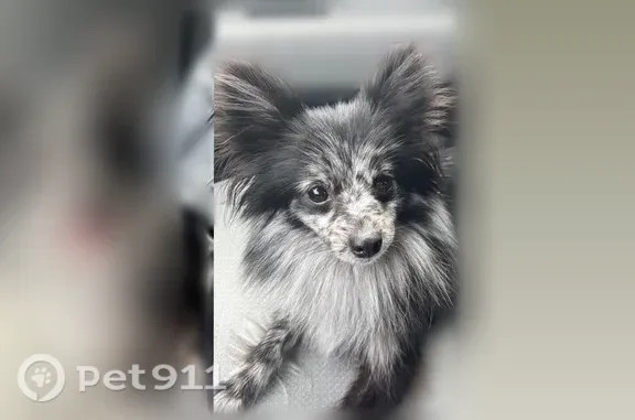 Found dog, 98th Avenue South,...