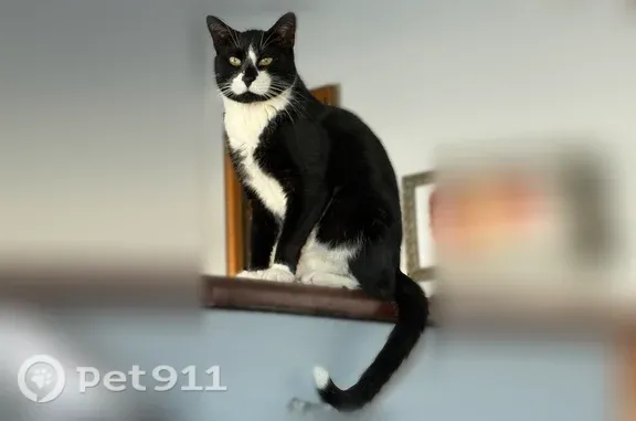 Lost cat, Sipp Avenue, 3015, Medford - white tip on tail - photo