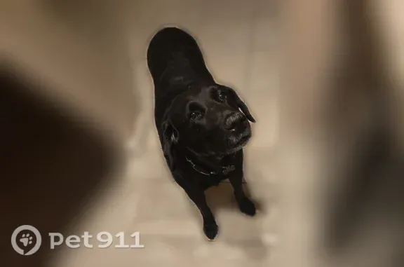 Lost pets Sun City West, photo: Lost dog, Sun City West, Arizona - black collar, timid