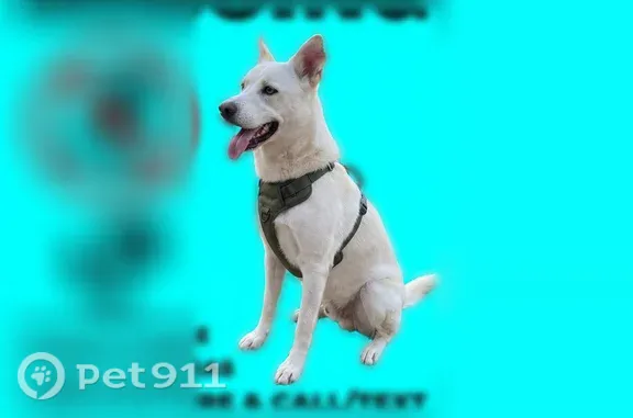 Missing dog Charlotte, photo: Lost dog, Congaree Road, 500, Greenville, Charlotte - male husky with green harness