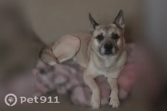 Lost dog, Kingery Highway, 7535, Willowbrook — male, grey fur, erect ears - photo