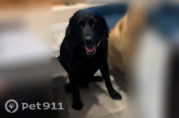 Lost pets Morristown, photo: Lost dog, Sun City West, Arizona, Morristown — male Yellow Lab
