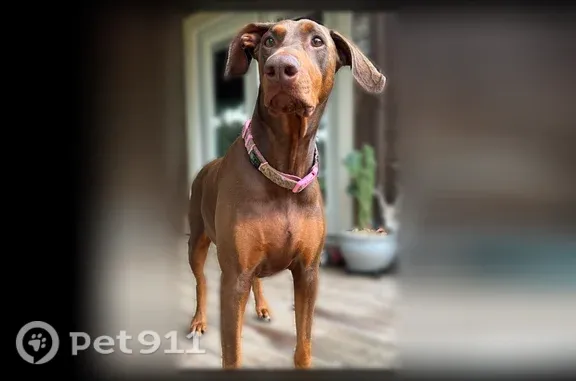 Lost dog, Crystal Springs, Mississippi - red Doberman - photo