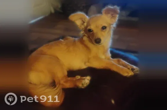 Lost dog, 10th Street, 1173, Bakersfield - female, 6 months old, very afraid - photo