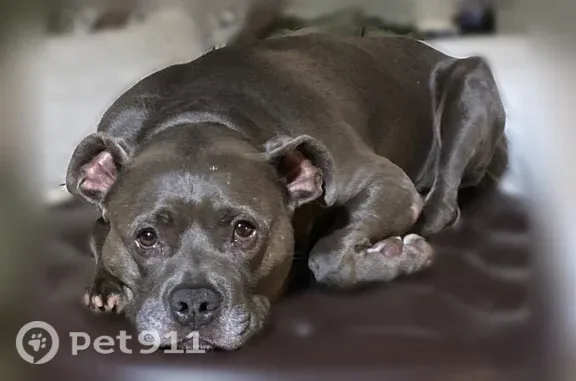 Blue nose pitbull -7 yrs old. Escaped from yard. I believe he was chasing something and got lost. Thank you for looking. He is super friendly and loves people.