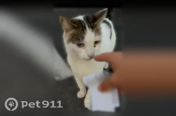 Found cat, Tonawanda, New York...