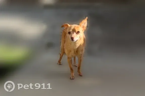 Lost dog, Biddleston Drive, 12241, El Paso, Arlington - female chihuahua, 12 years old - photo